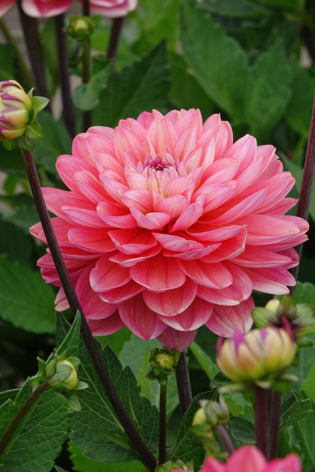 Dahlia Melodie Allegro