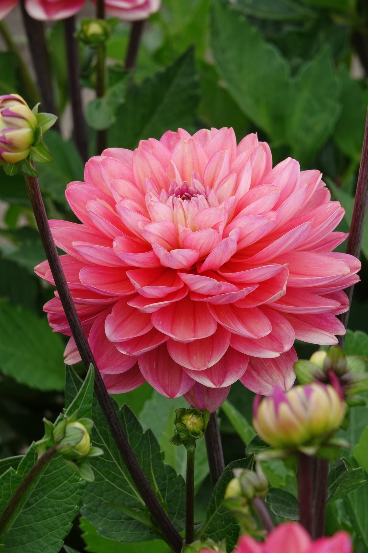 Dahlia Melodie Allegro