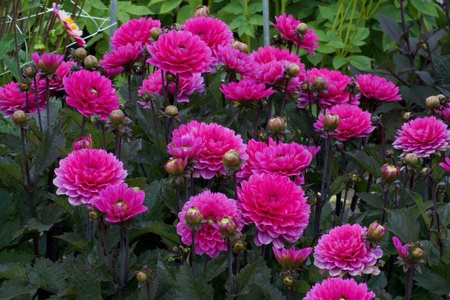 Dahlie Melody Fanfare