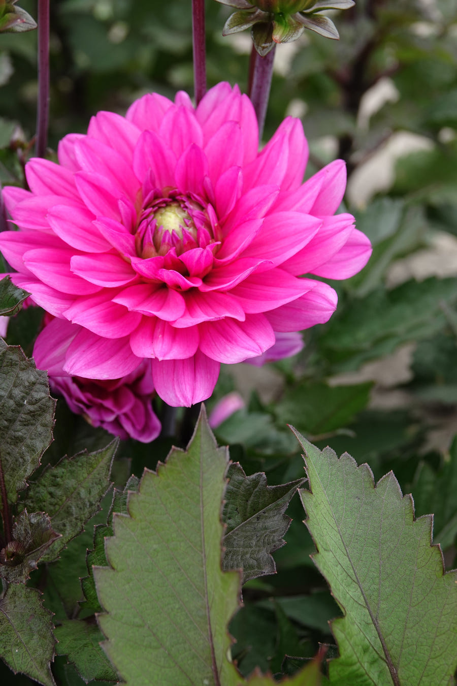 Dahlie Melody Fanfare