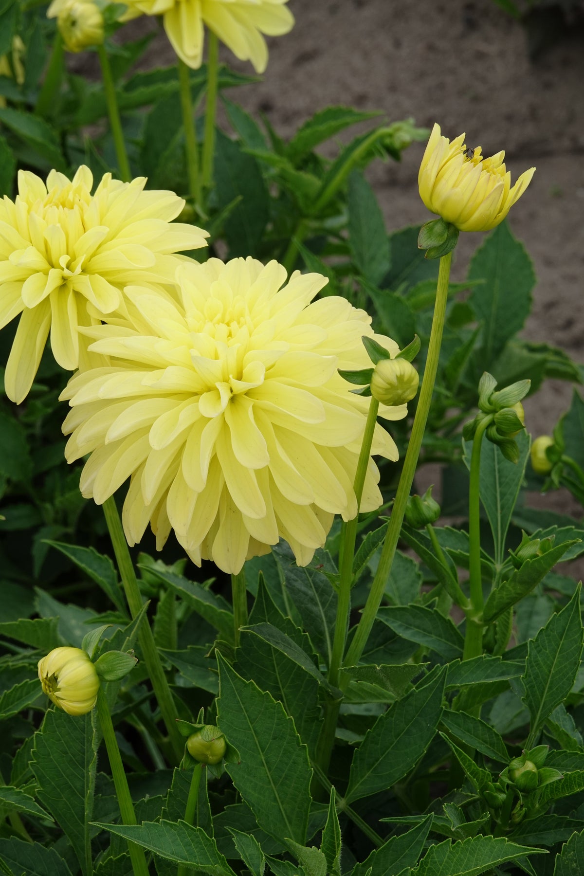 Dahlia Melody Latein