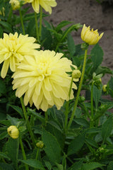 Dahlia Melody Latein