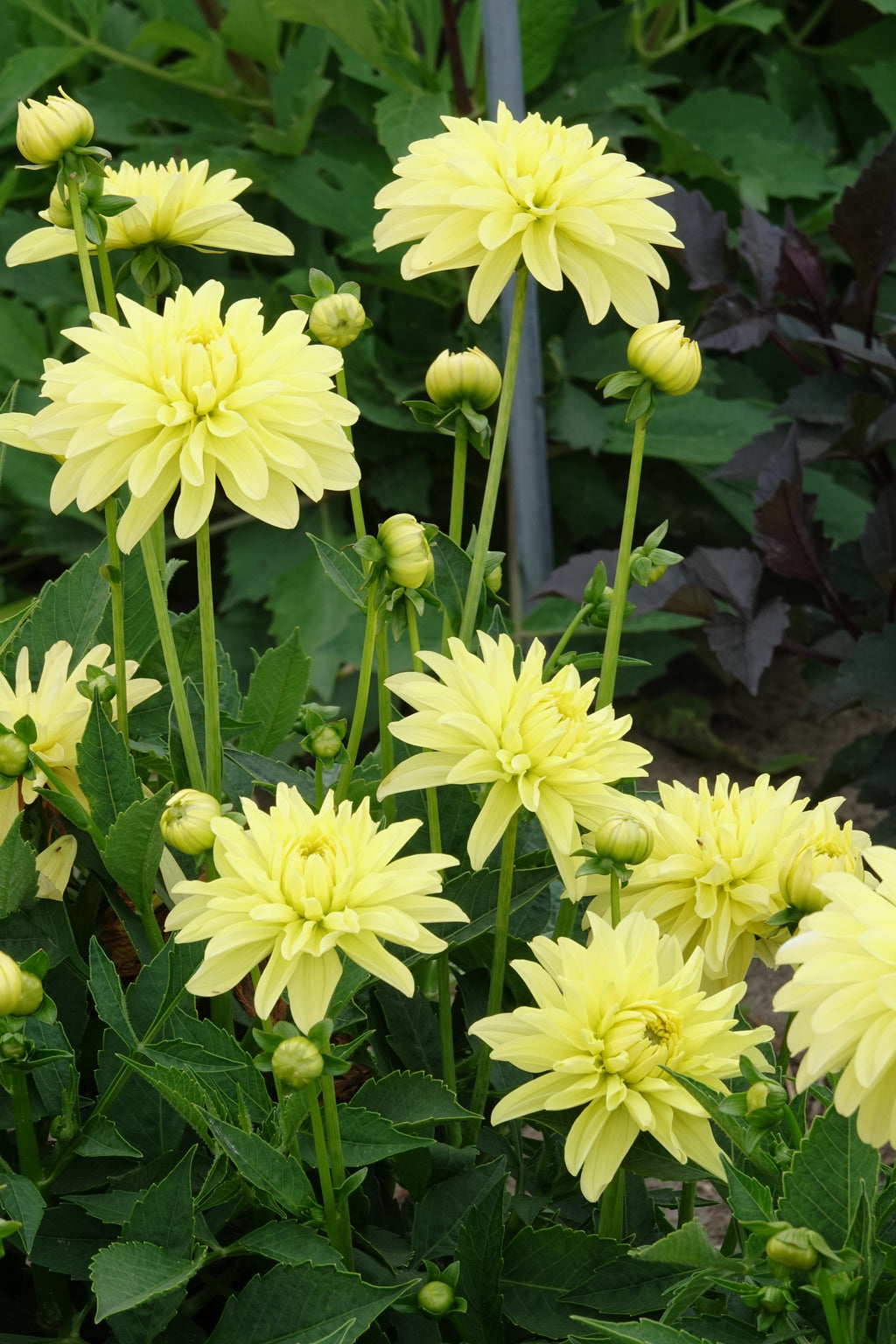 Dahlia Melody Latein