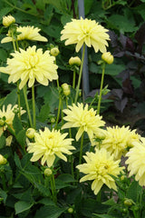 Dahlia Melody Latein
