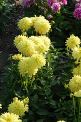 Dahlia Melody Latein