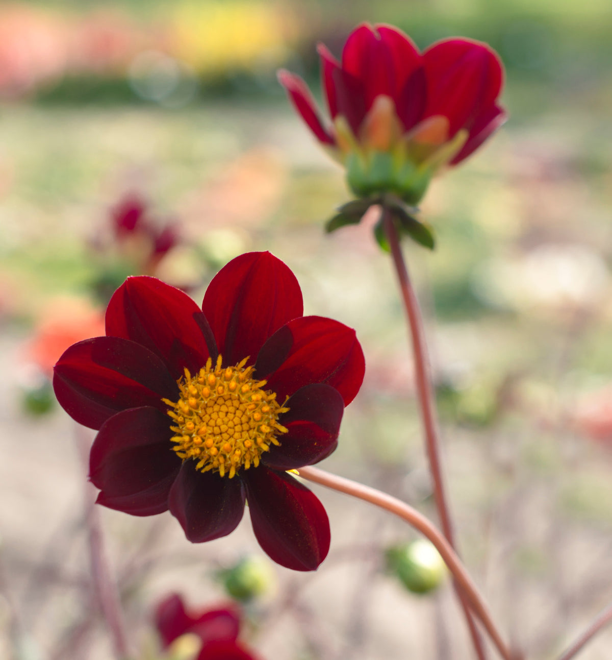 Cosmos Mexican Star