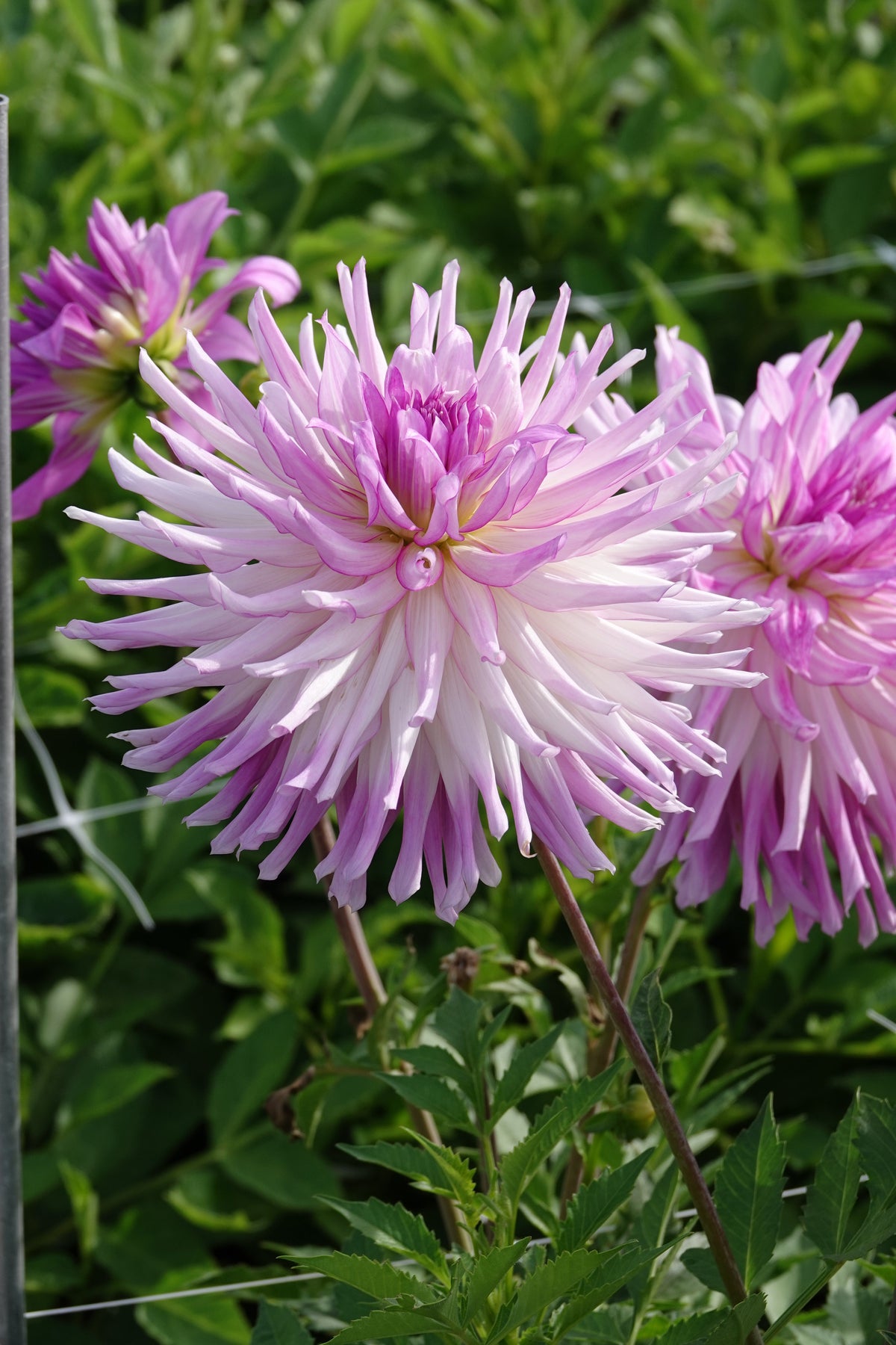 Dahlia Mingus Randy