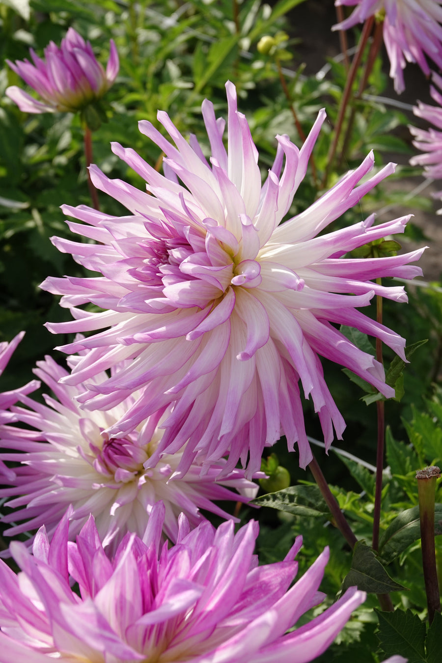 Dahlia Mingus Randy