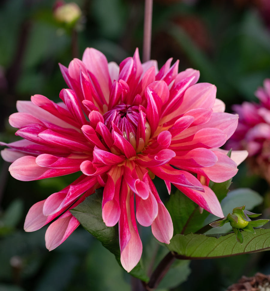 Dahlie Missis Dutch