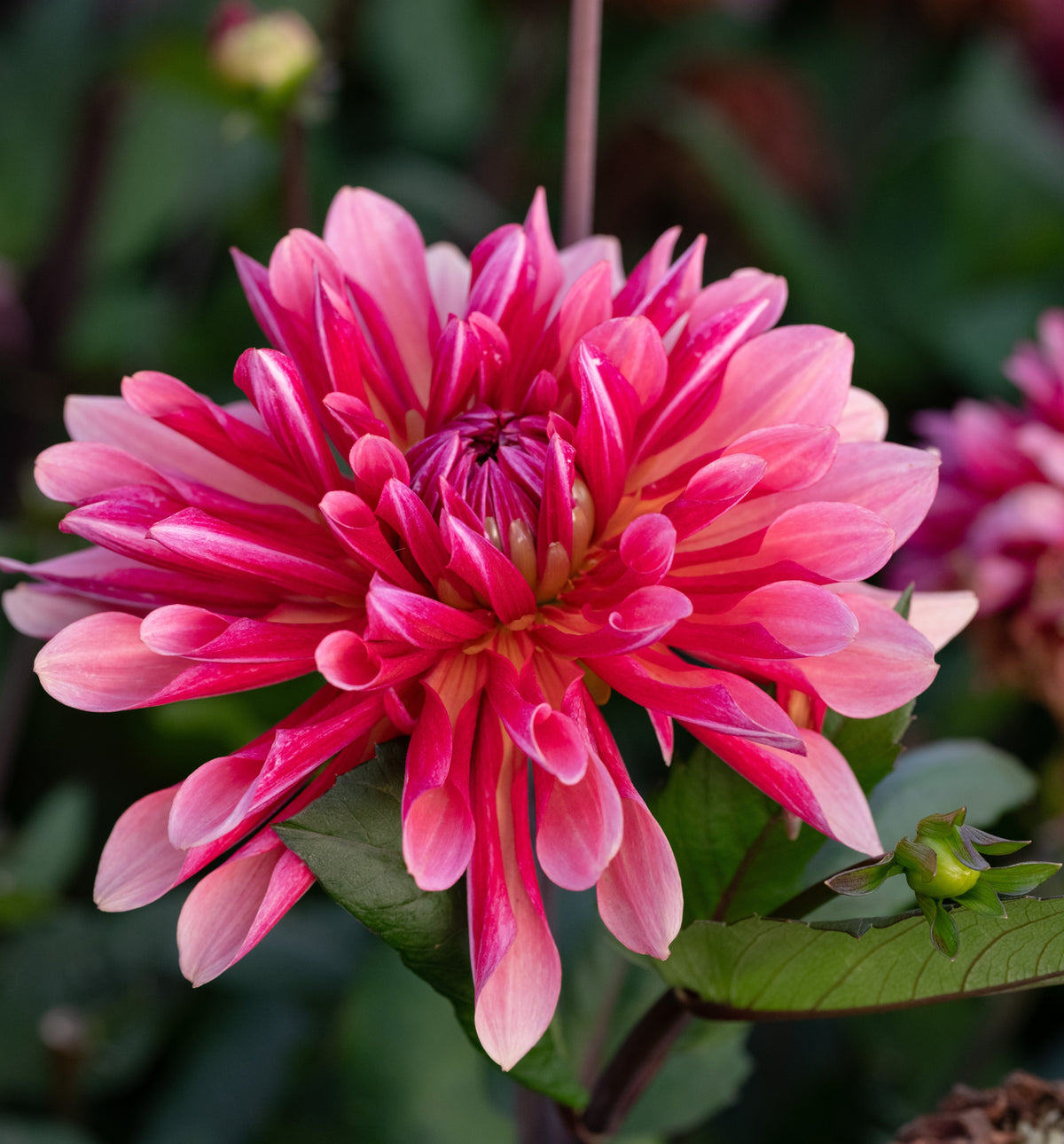 Dahlie Missis Dutch