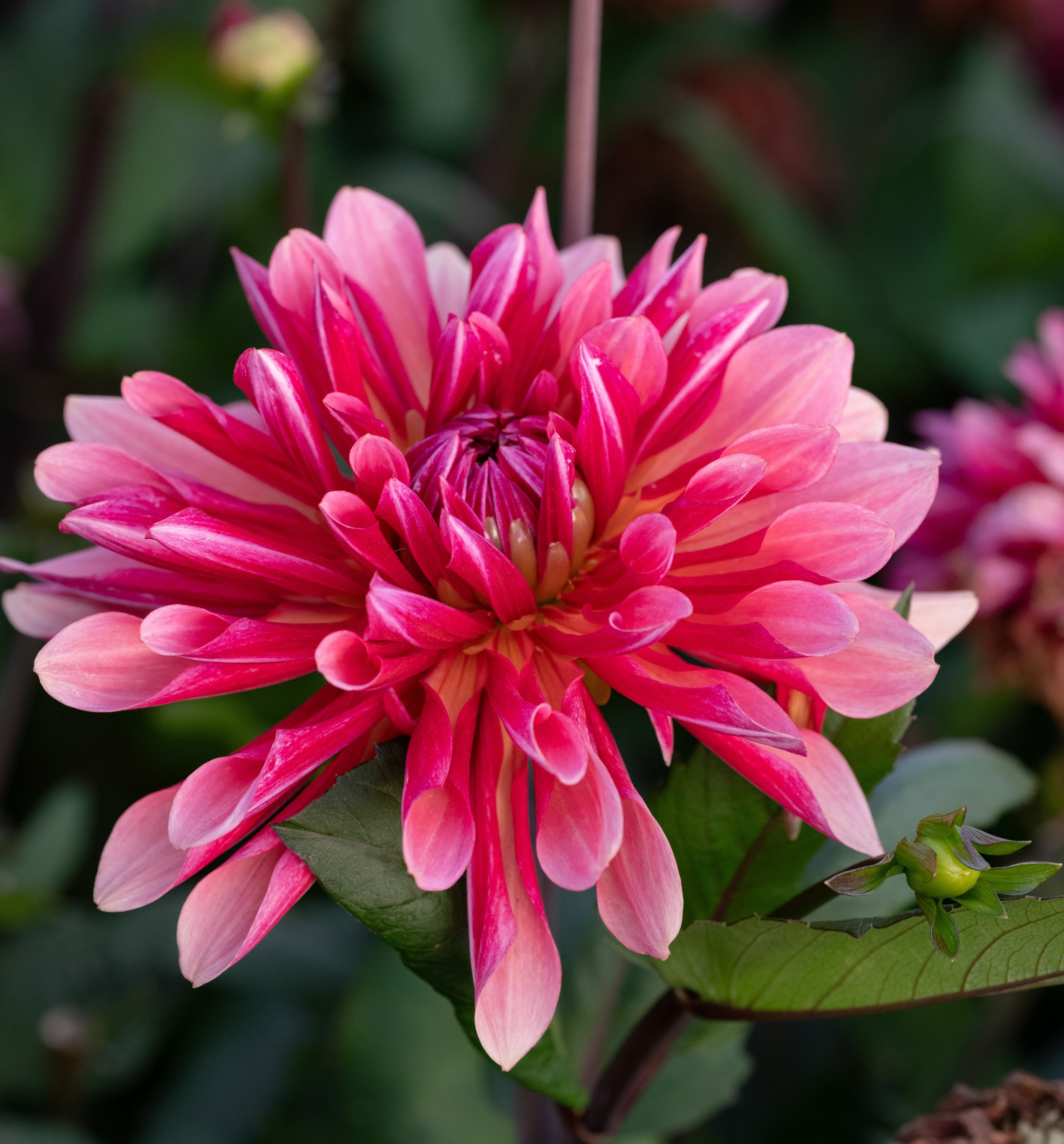 Dahlie Missis Dutch