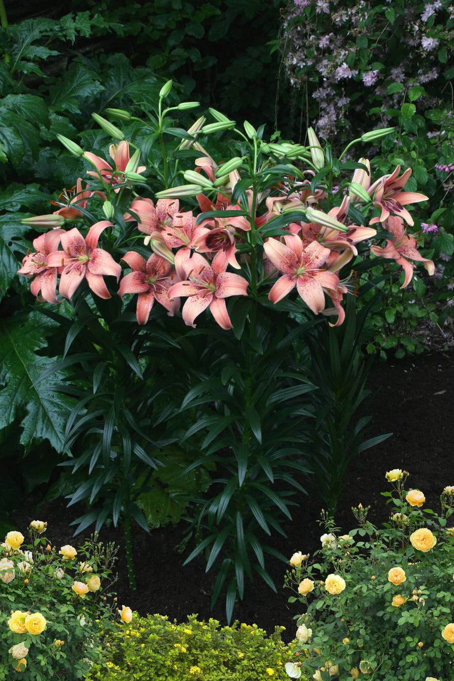 Lilium Morpho Pink