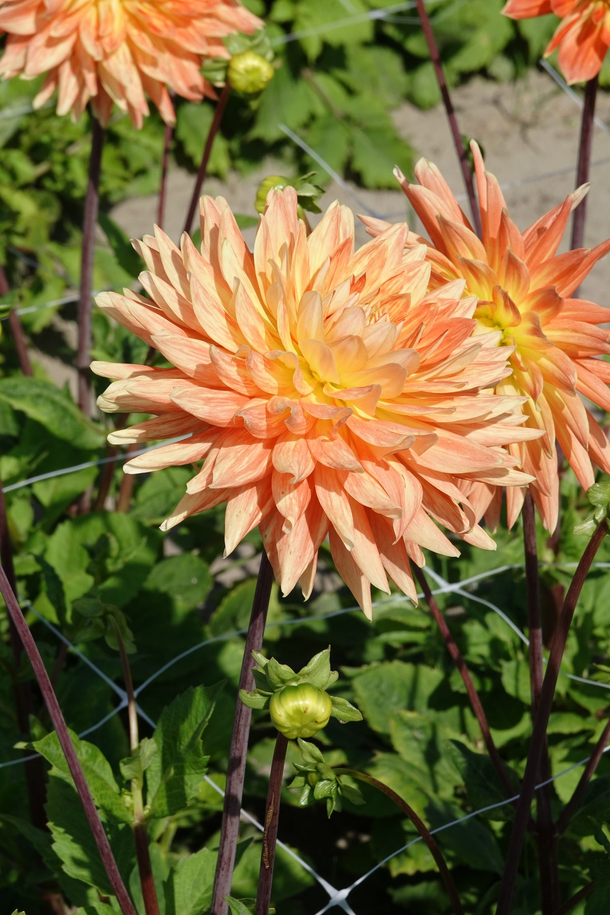 Dahlie 'Mount Tacoma'