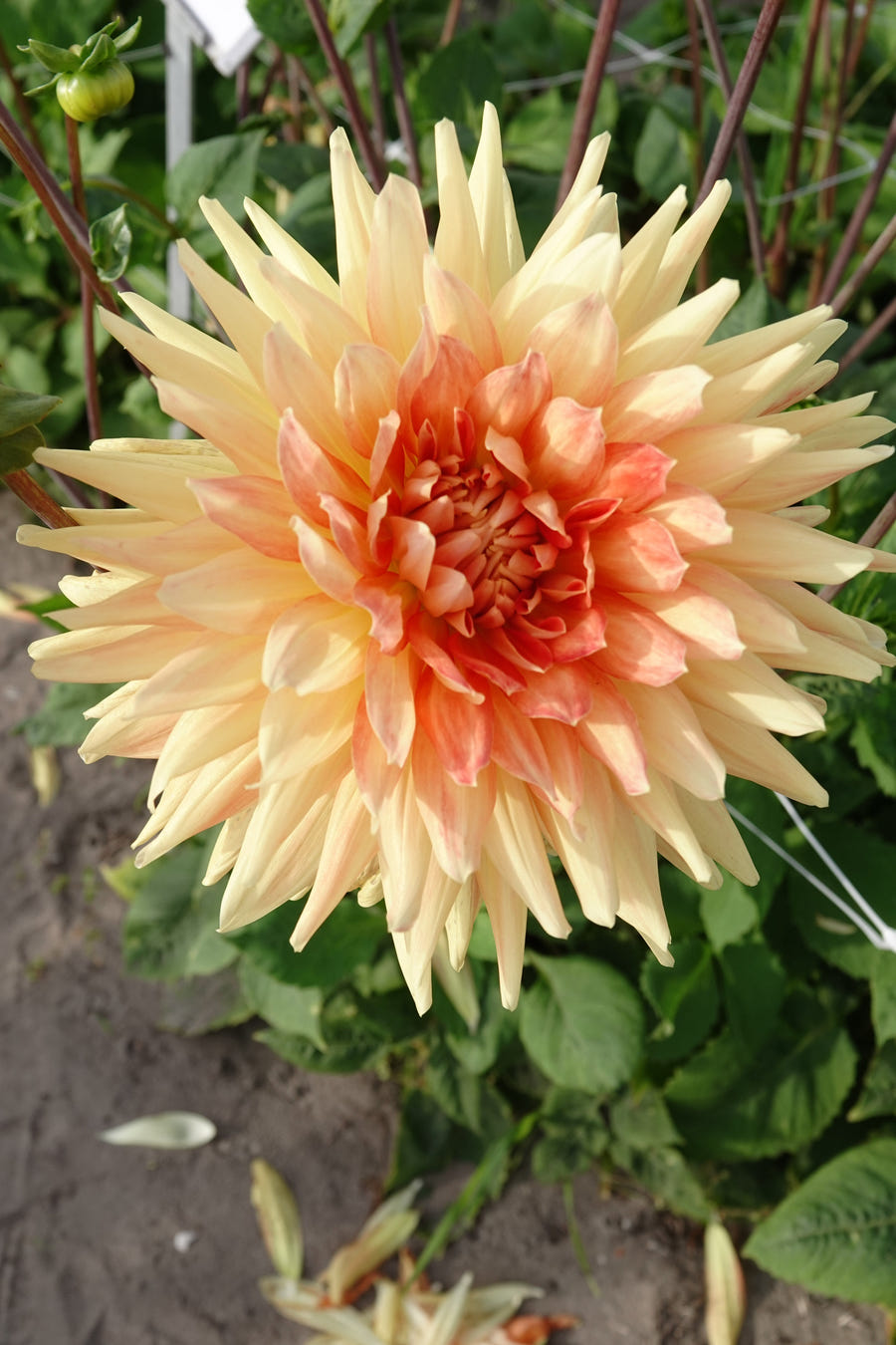 Dahlia Motto