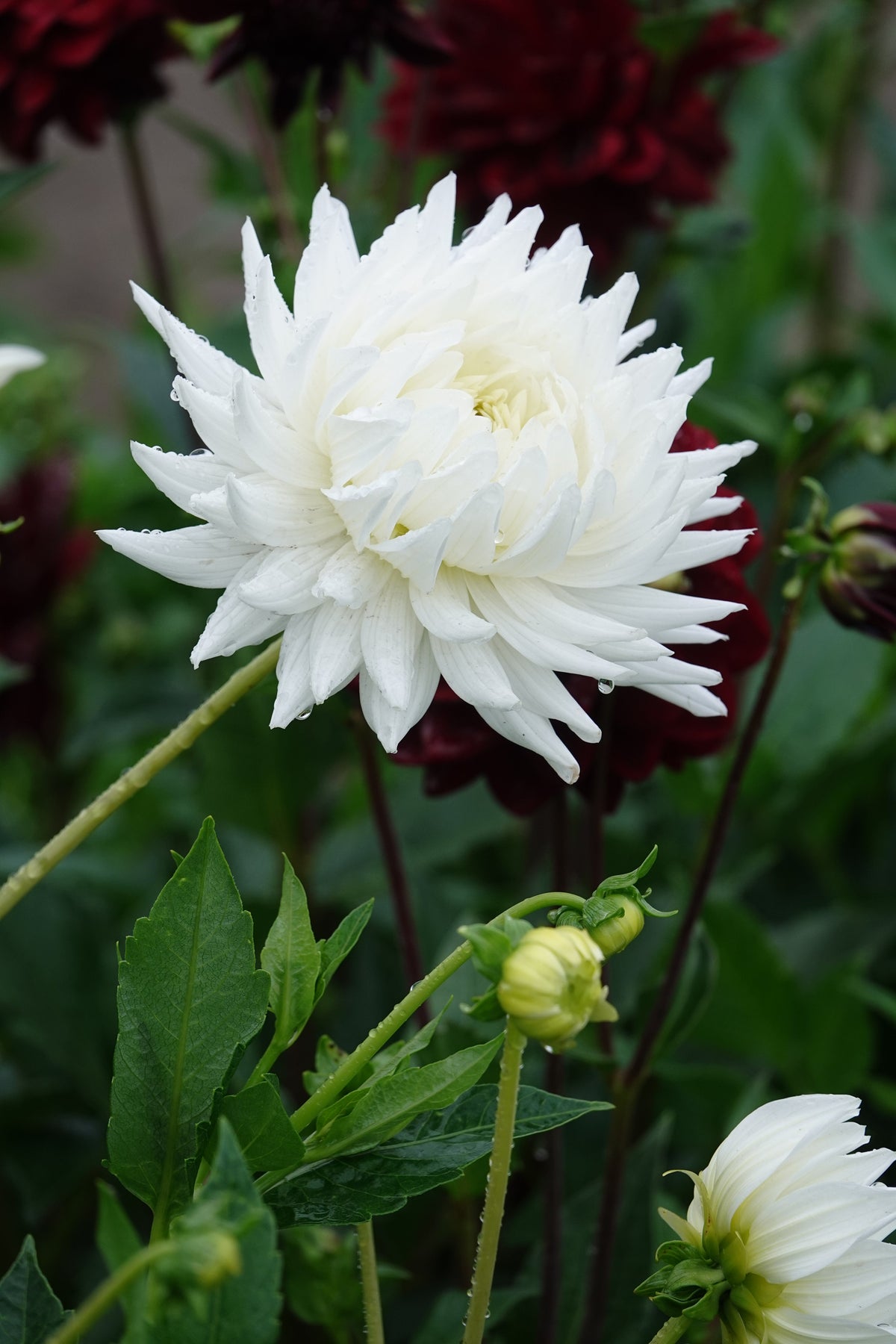 Dahlia, meine Liebe