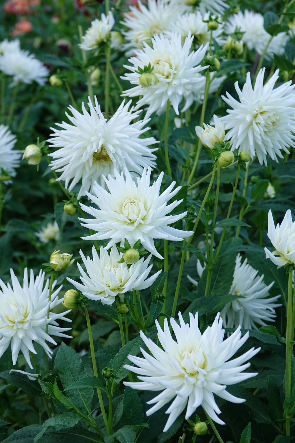 Dahlia, meine Liebe