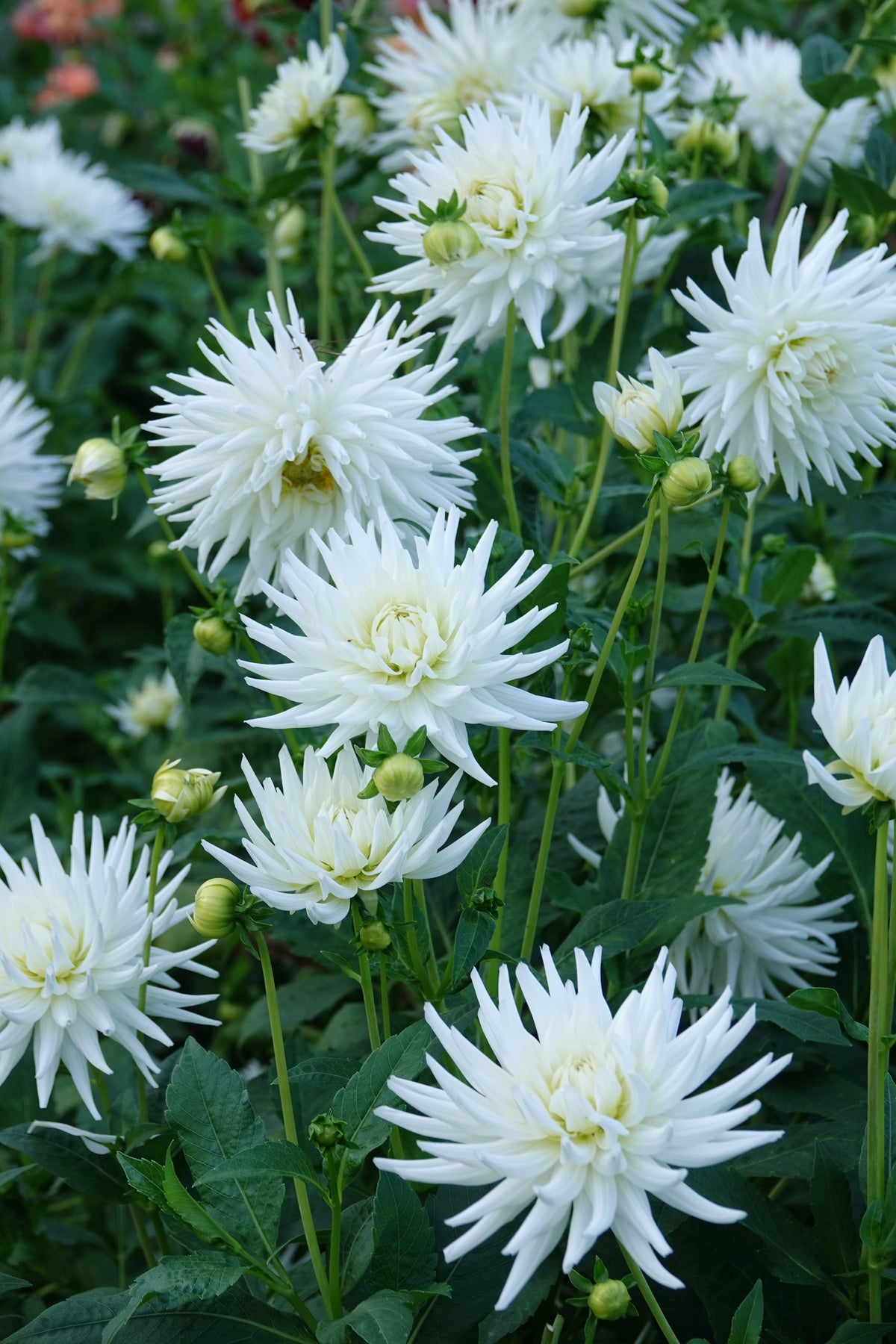 Dahlia, meine Liebe