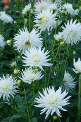 Dahlia, meine Liebe