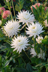 Dahlia, meine Liebe