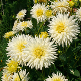 Kollektion Wachsende Liebe