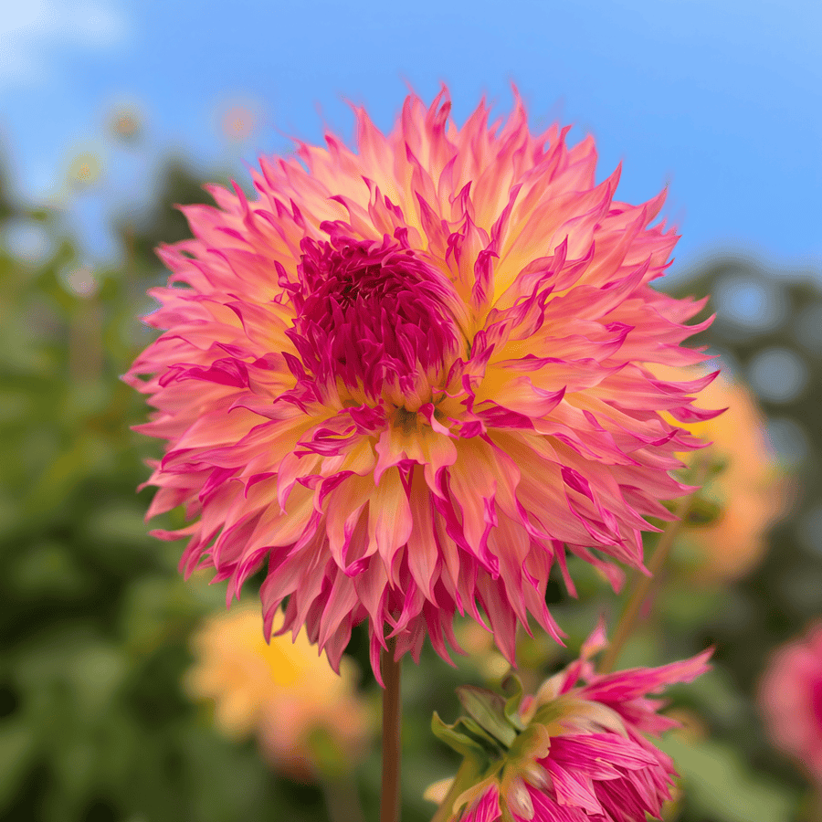 Dahlia Myrtl Folly