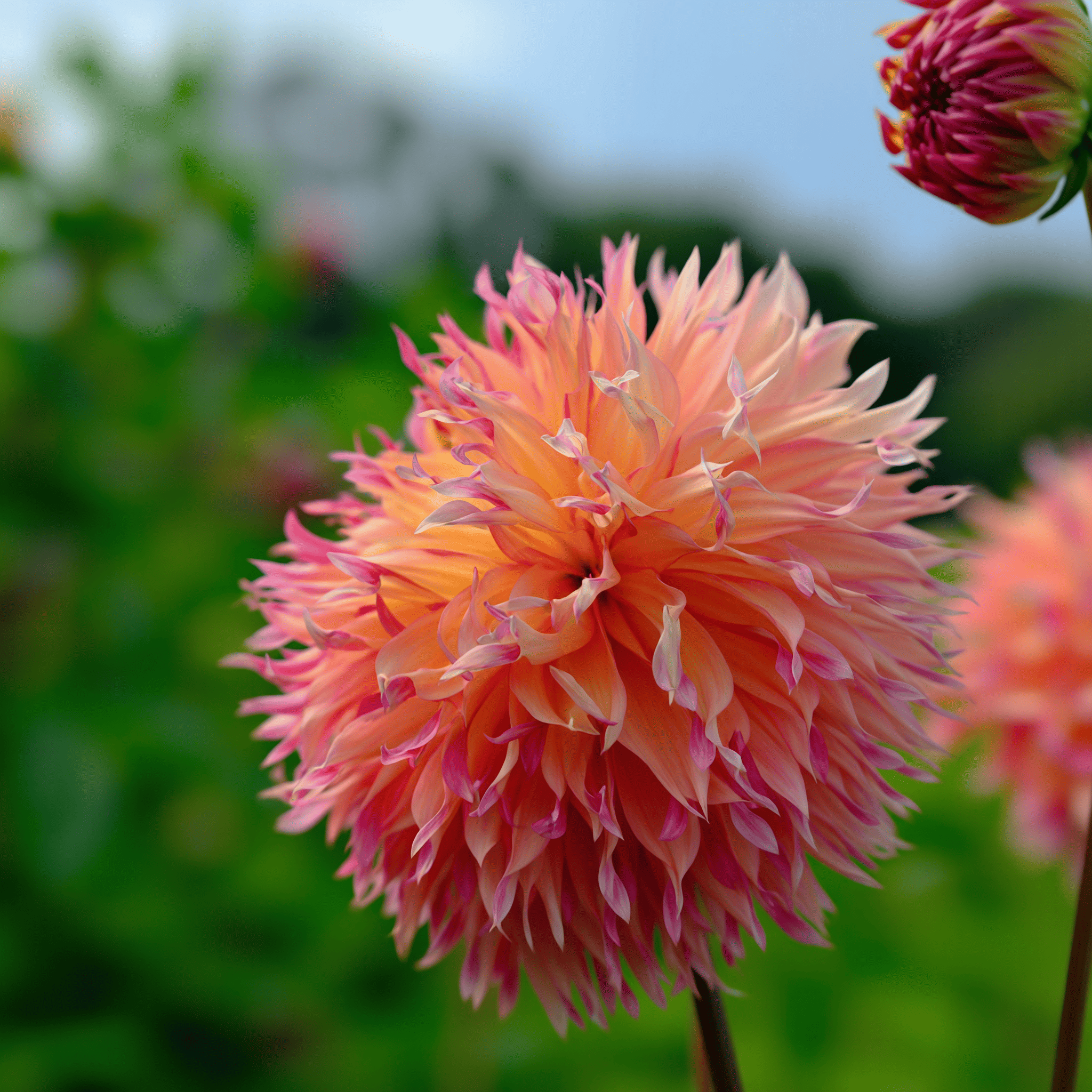 Dahlia Myrtl Folly