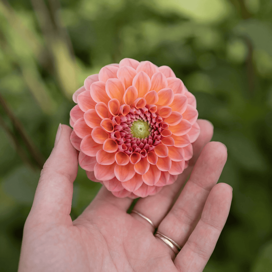 Dahlia Natalie G
