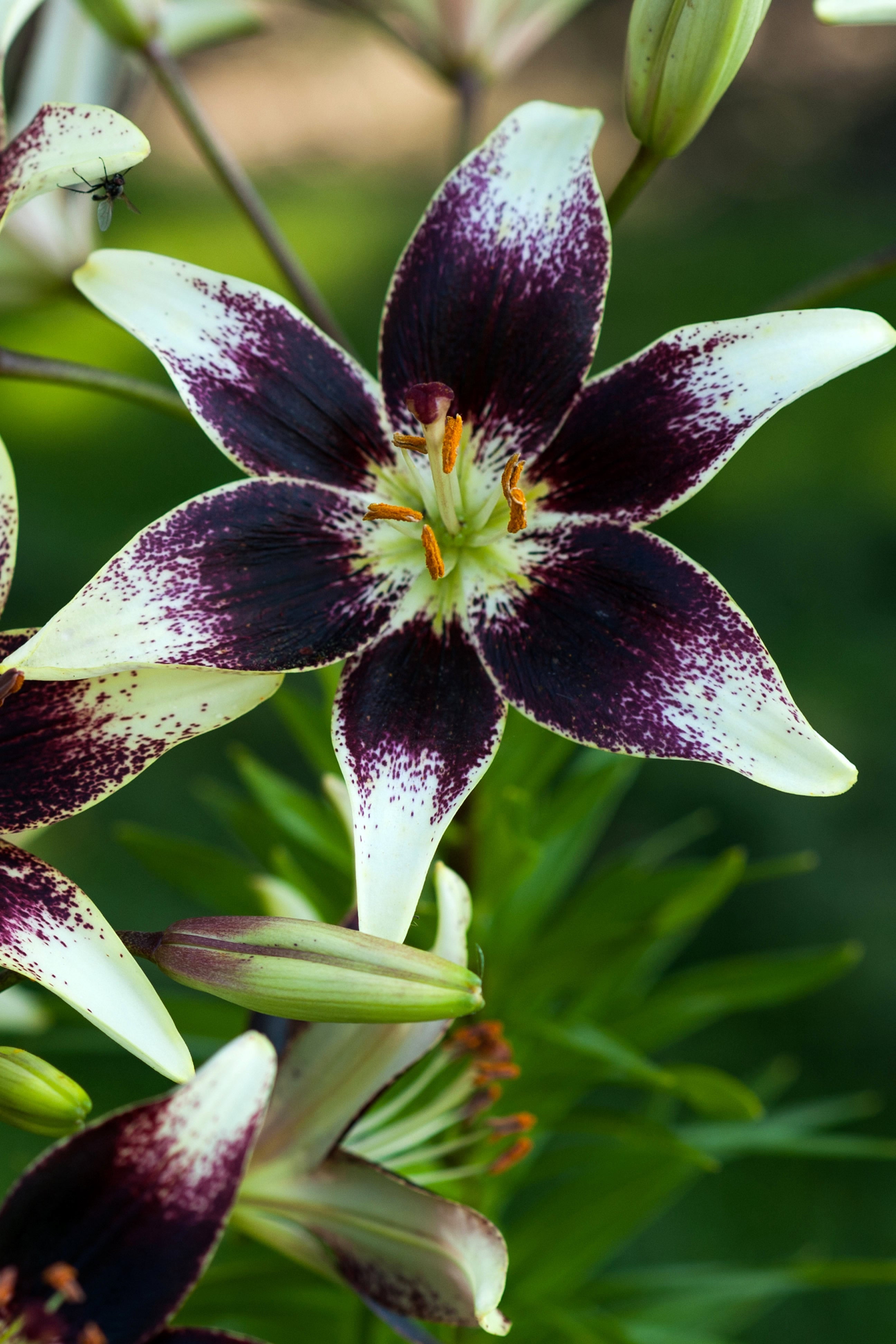 Lilium Nettys Pride