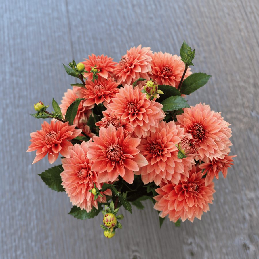 Dahlia Nicholas