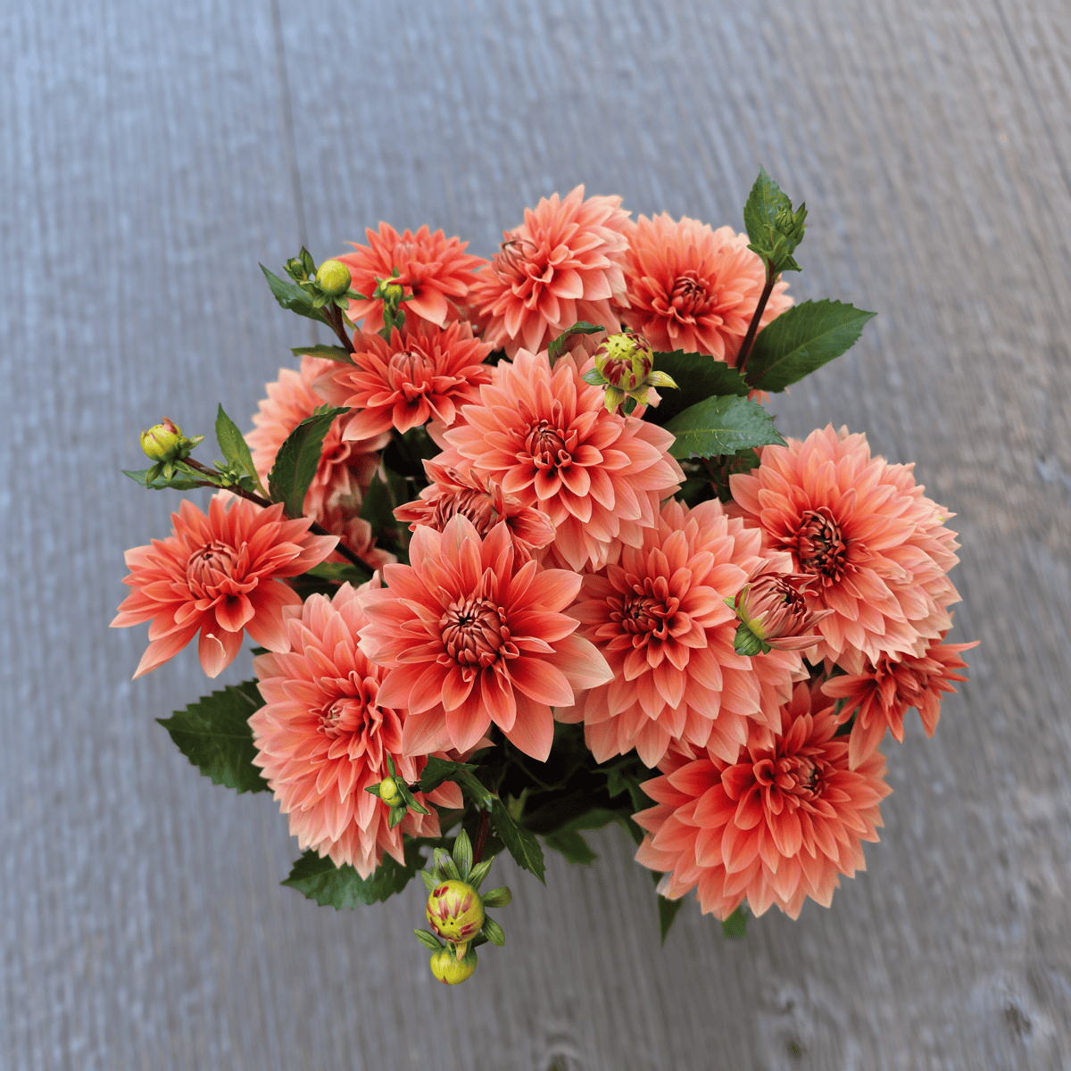 Dahlia Nicholas