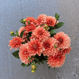 Dahlia Nicholas