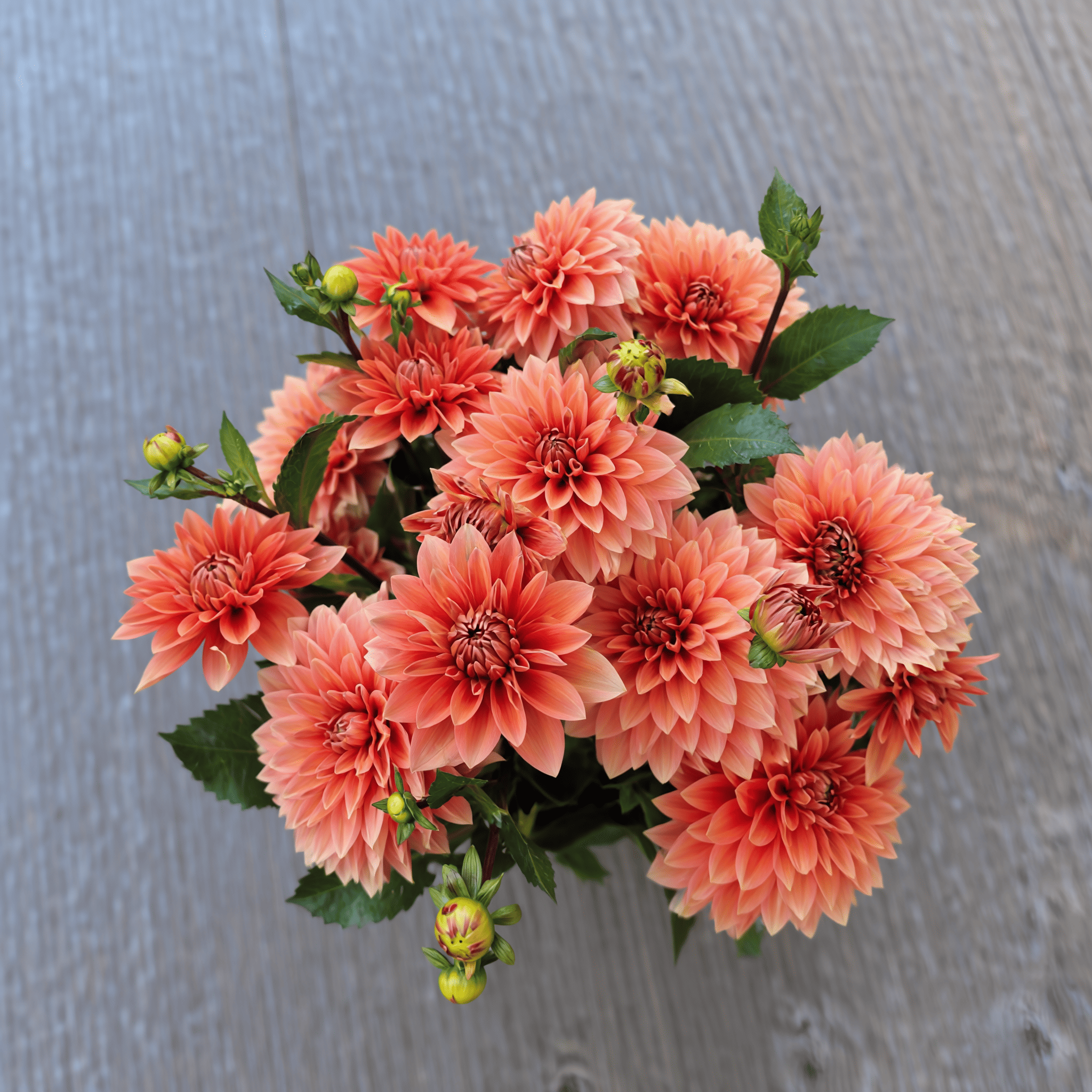 Dahlia Nicholas