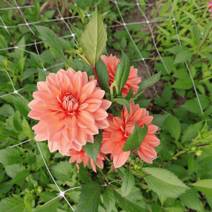 Dahlia Nicholas