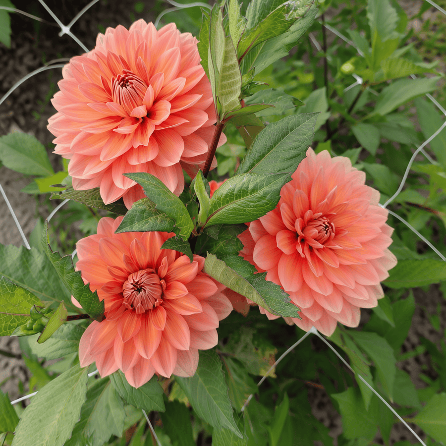 Dahlia Nicholas
