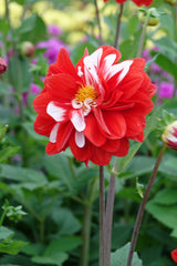 Dahlie Olgas Light