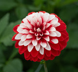 Dahlie Olgas Light
