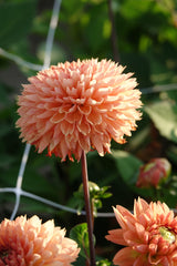 Dahlie Orange Impact