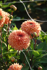 Dahlie Orange Impact