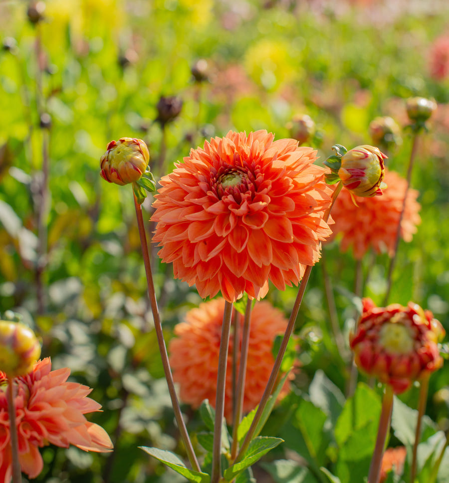 Dahlie Orange Impact