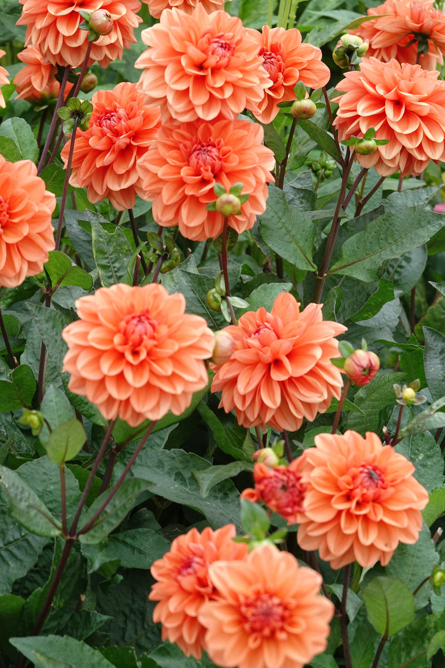 Dahlie Orange Nugget