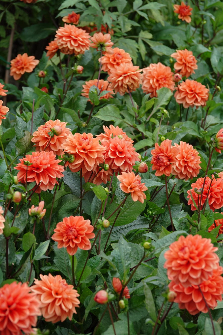 Dahlie Orange Nugget