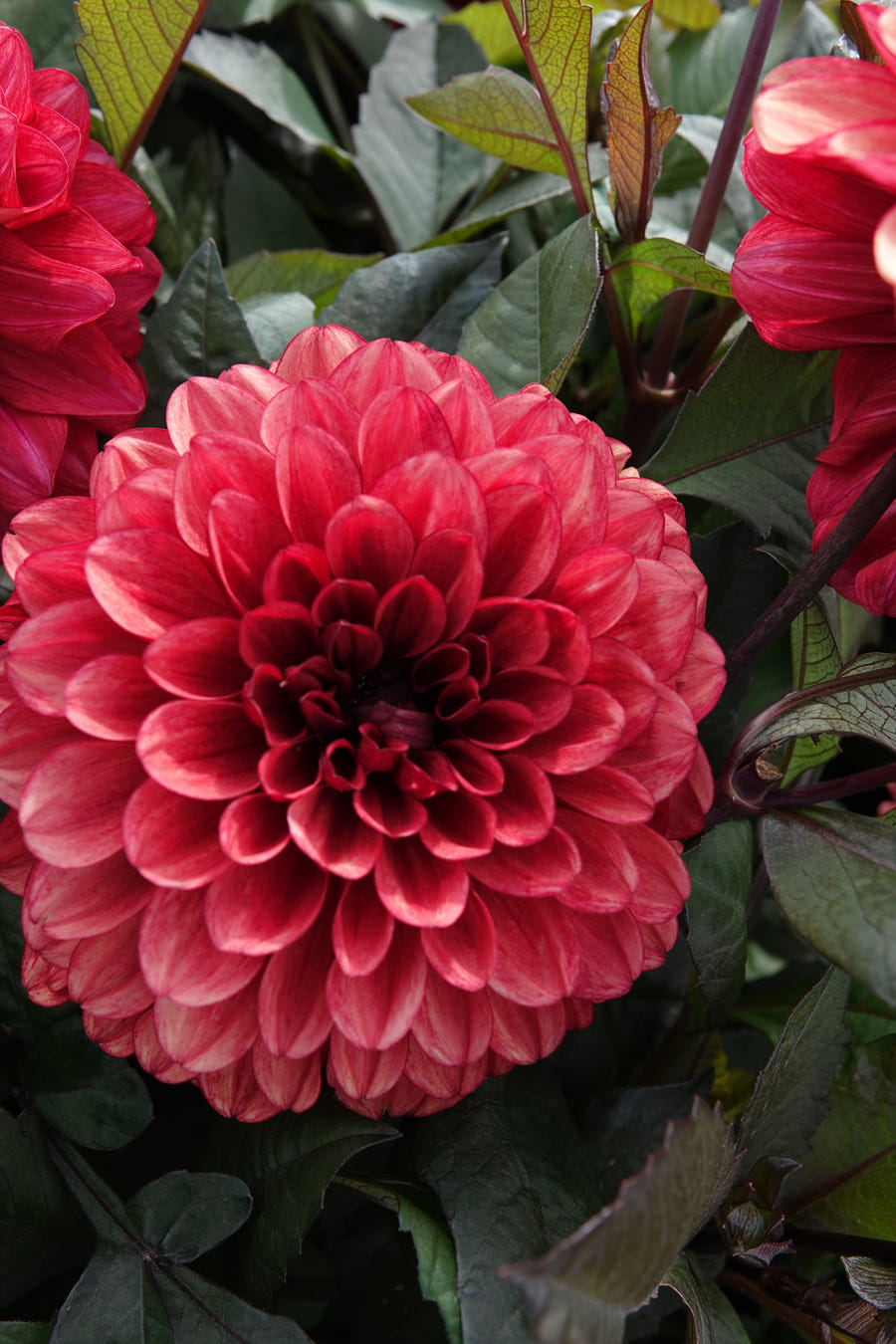 Dahlie Orient Express