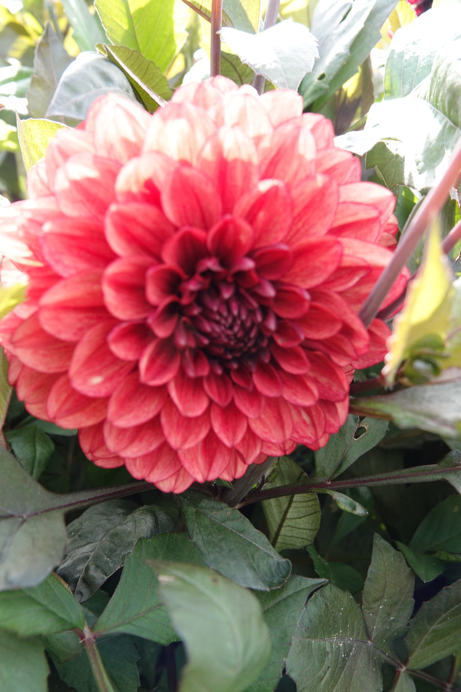 Dahlie Orient Express