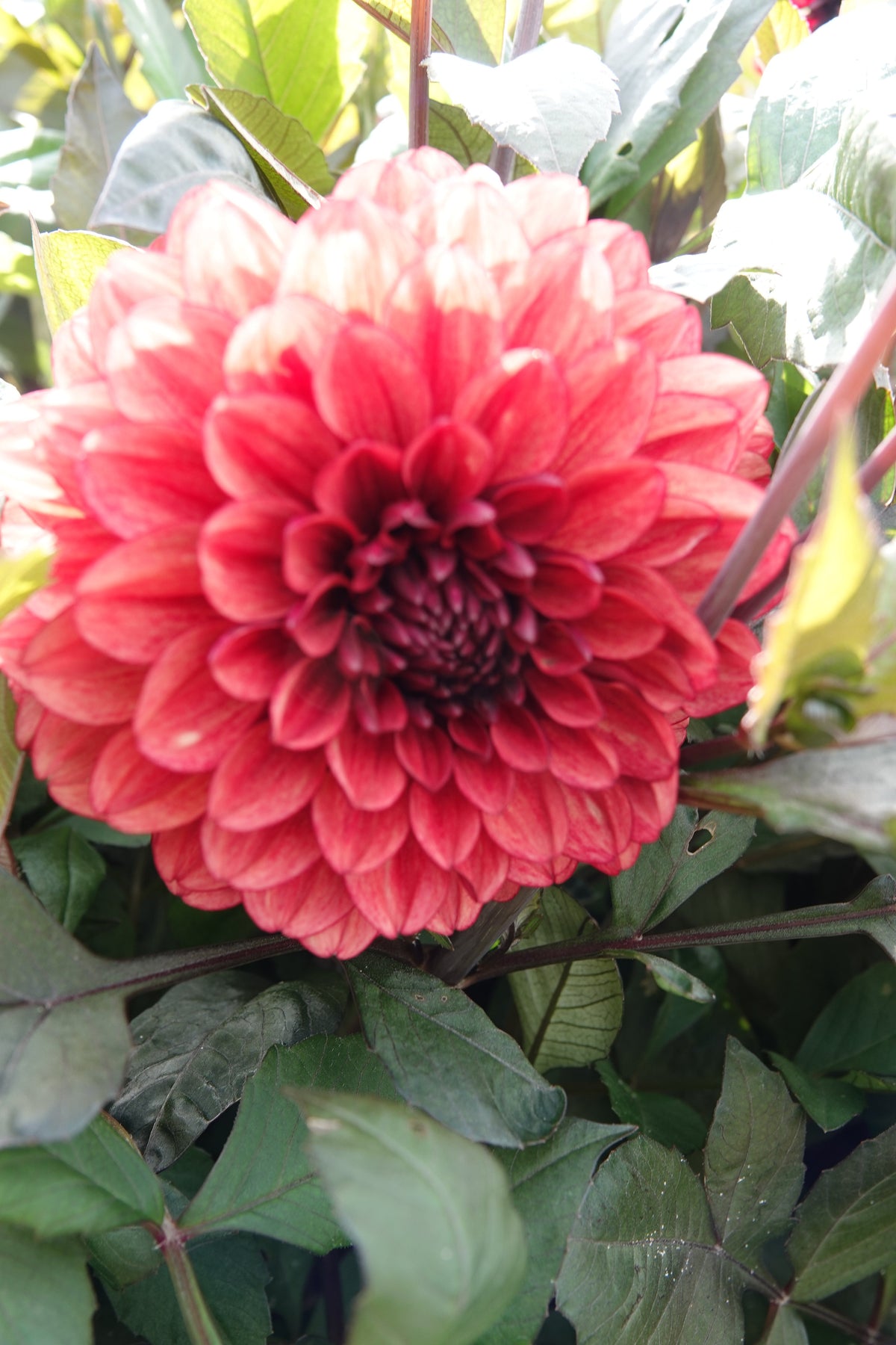 Dahlie Orient Express