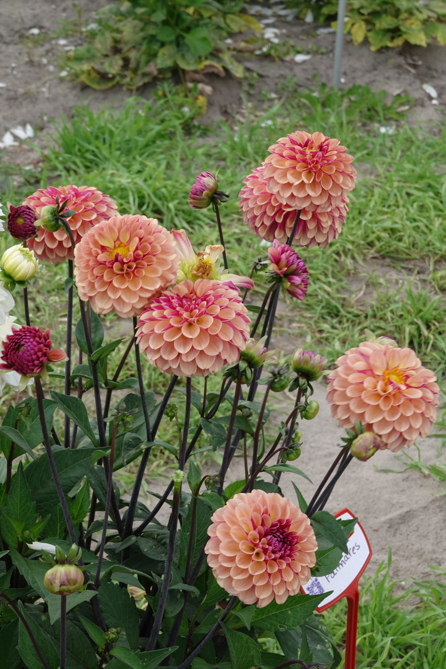 Dahlia Palmares