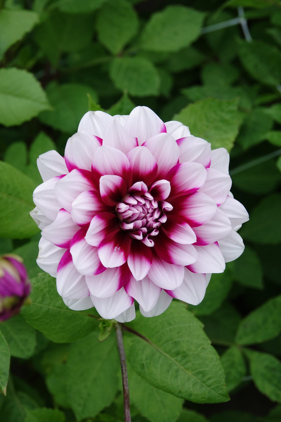 Dahlie Patches