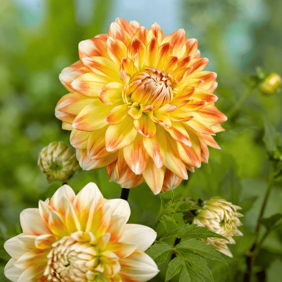 Dahlie Peaches and Cream
