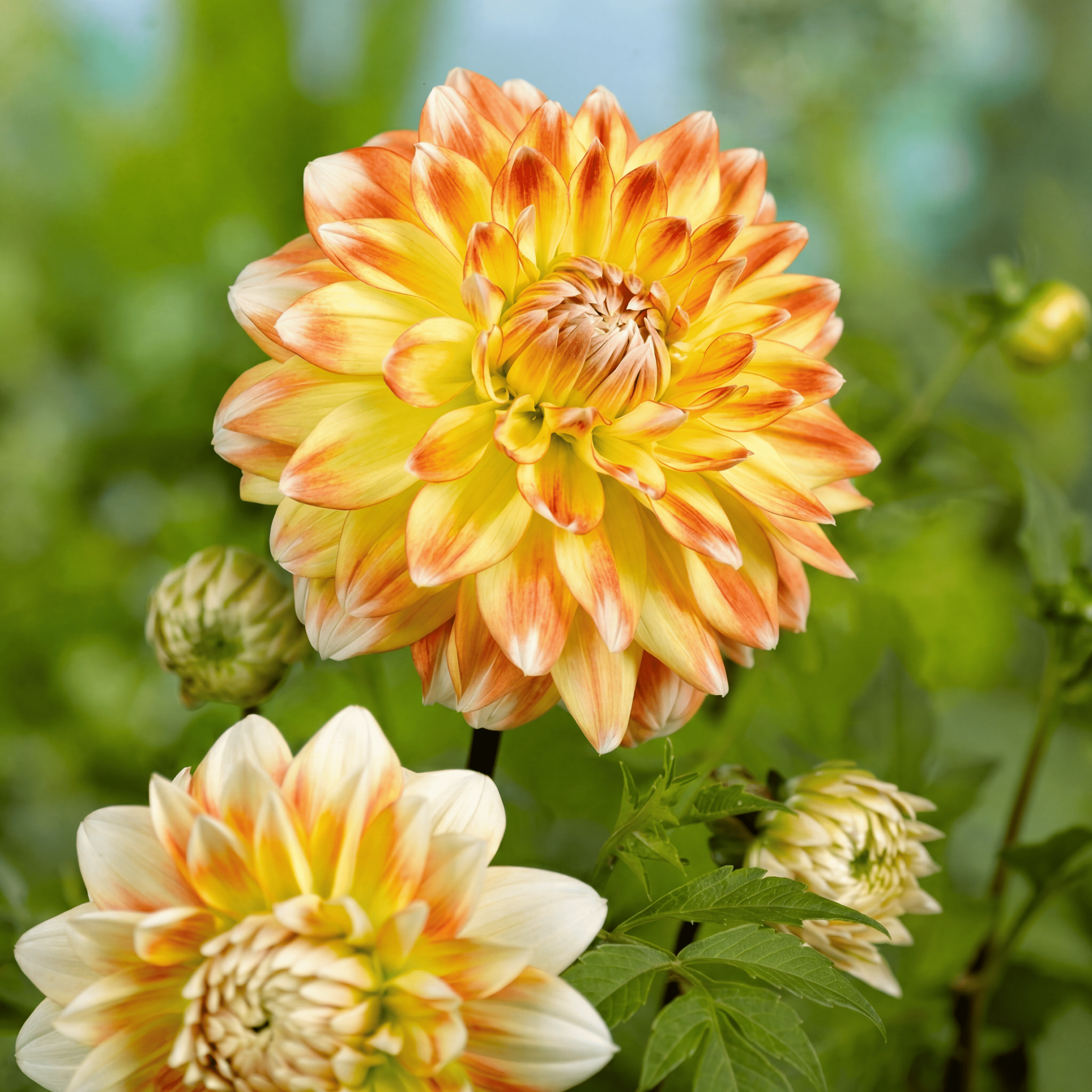 Dahlie Peaches and Cream