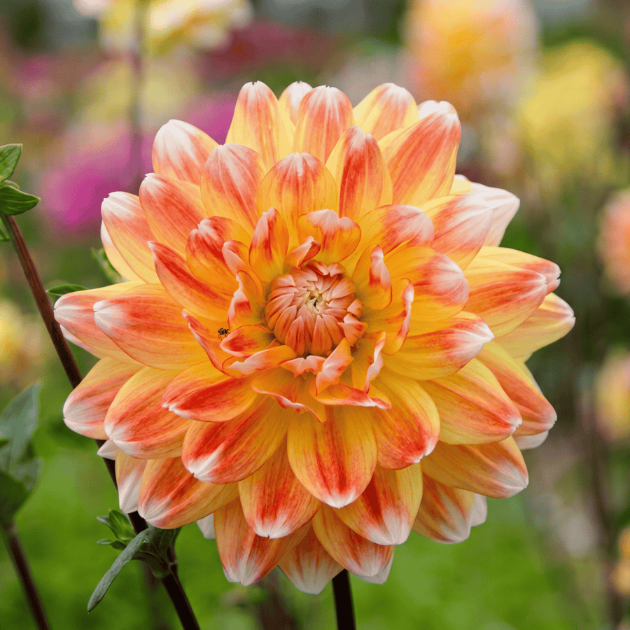 Dahlie Peaches and Cream