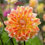 Dahlie Peaches and Cream